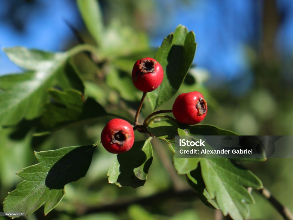 Hawthorn berries up close in autumn Ripe common hawthorn (C. monogyna) fruit on a branch with green leaves in macro shot. Wild plant used in traditional herbal medicine. Alternative Medicine Stock Photo