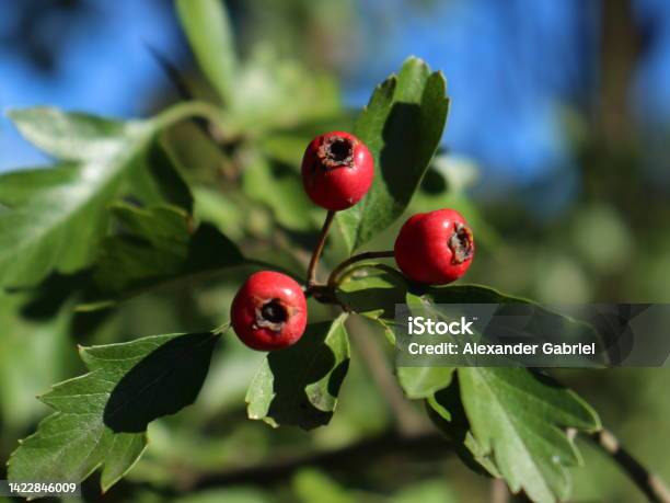 Hawthorn Berries Up Close In Autumn Stock Photo - Download Image Now - Alternative Medicine, Alternative Therapy, Autumn