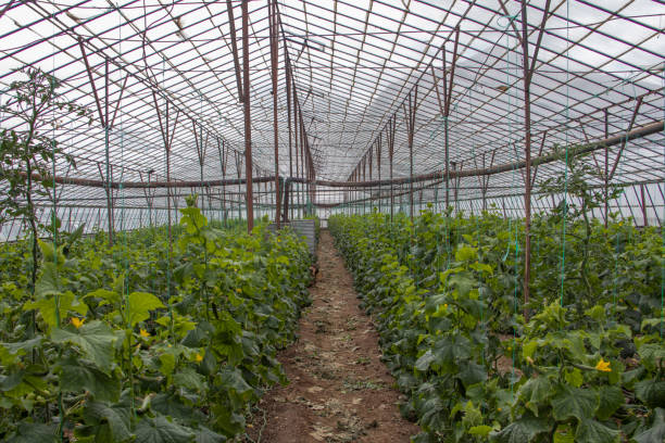 istock plants grown in a greenhouse 1422846209