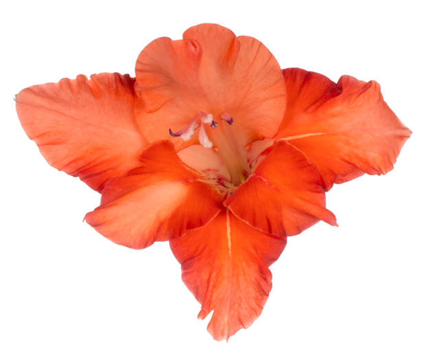 kwiat gladiolus izolowany - gladiolus orange flower isolated zdjęcia i obrazy z banku zdjęć