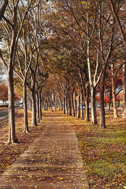 istock Pathway with autumn trees, fallen yellow leaves 1422848087