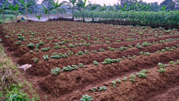 istock new sweet potato garden planted 1422848232
