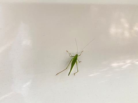 Grasshopper on the white metal background
