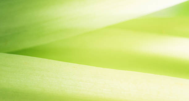istock Closeup abstract nature green blurred background nature leaf on greenery background with copy space using as background wallpaper page concept. 1422849332