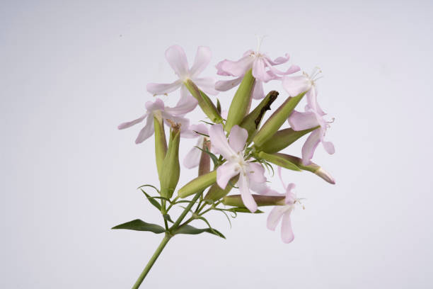 Saponaria Officinalis Saponaria Officinalis flowers isolated on a white background common soapwort saponaria officinalis stock pictures, royalty-free photos & images