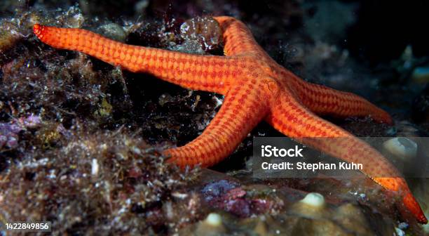 Sea Star Stock Photo - Download Image Now - Animal, Animal Wildlife, Color Image