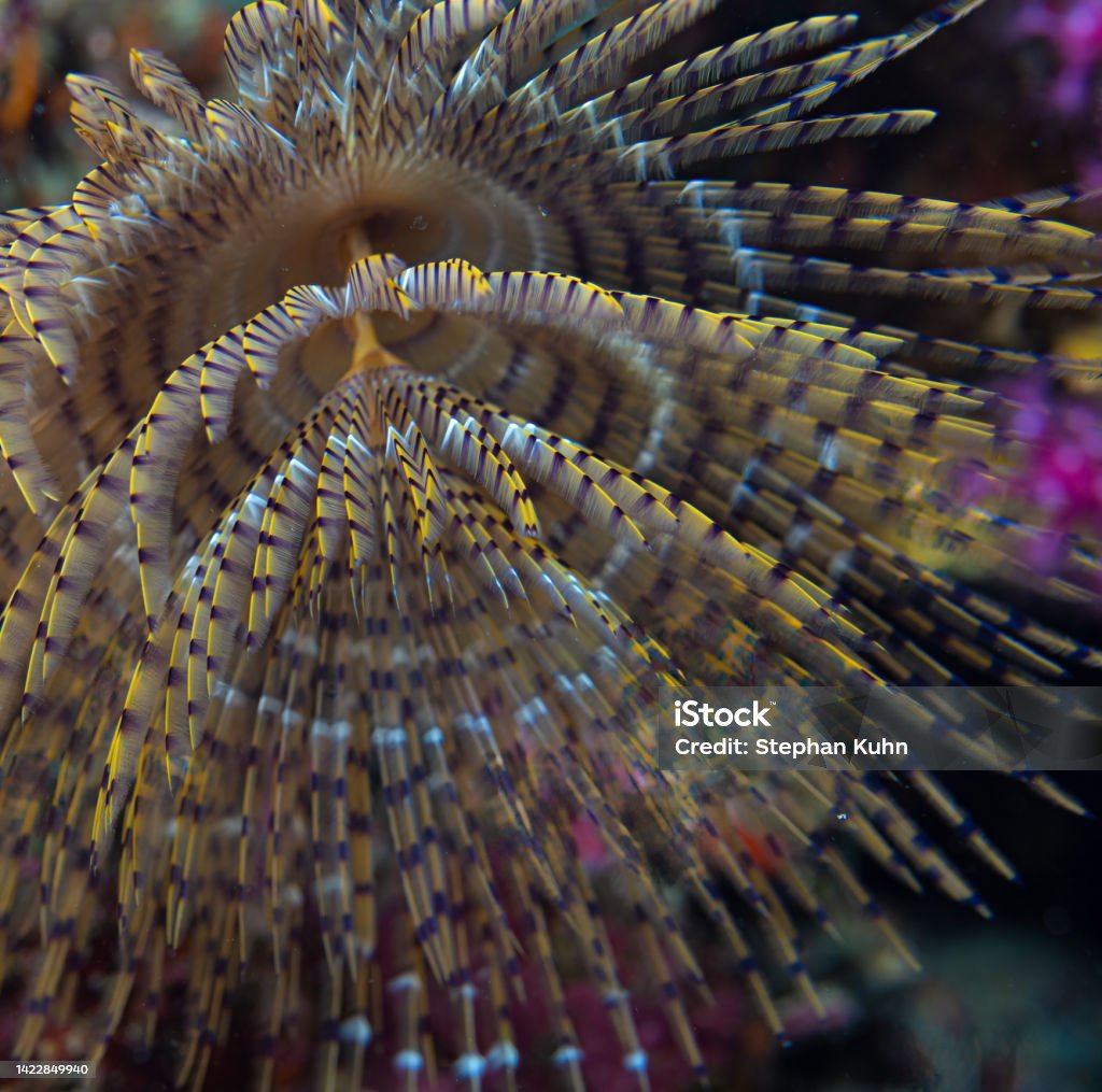 Tube worm Komiza, Vis Island, Croatia on September 7, 2017: fan structure of a tube worm Animal Stock Photo