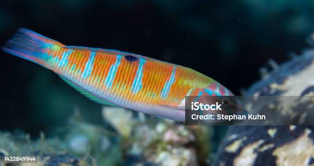 Rainbow Wrasse Stock Photo - Download Image Now - Adriatic Sea, Animal, Animal Wildlife