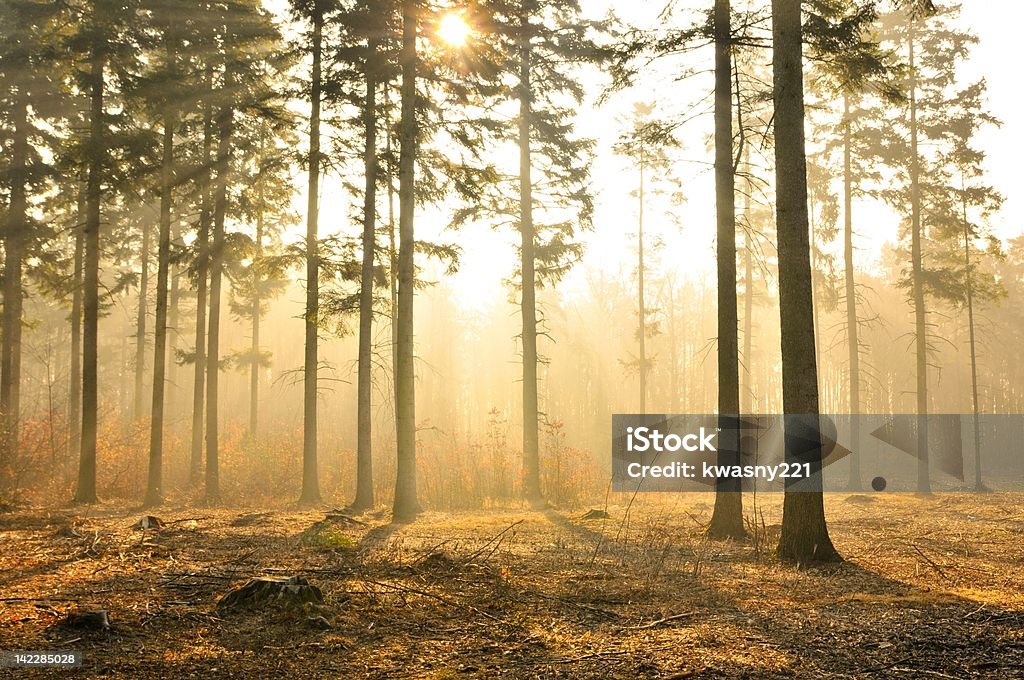 Autumn morning in pine forest Warm and sunny autumn morning in pine forest. Poland. Autumn Stock Photo
