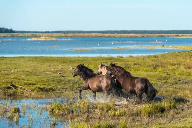 Three semi-wild horses konik polski are running in the water at Engure lake nature park in Latvia
