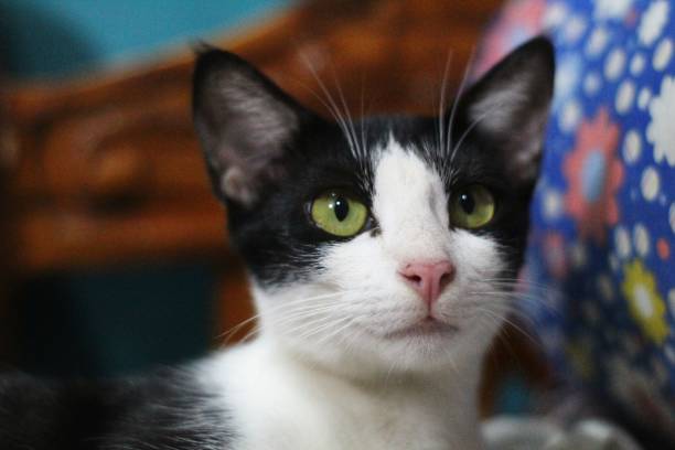 istock cute pet cat with green eyes in nice blur background 1422851899