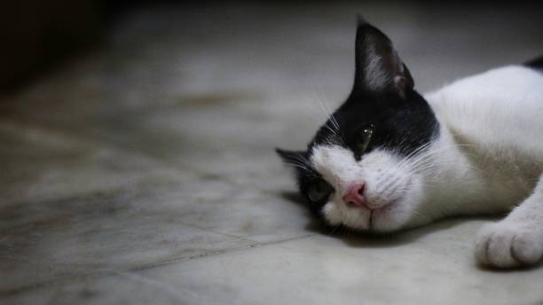 istock cute pet cat with green eyes in nice blur background 1422851902