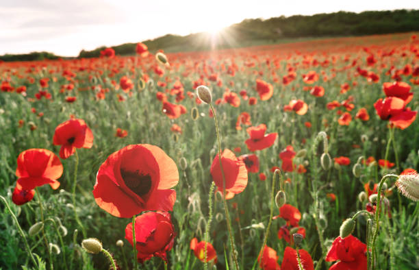 istock Poppy field at sunset with beautiful red flowers backlit by setting sun. Nature background. Beautiful summer landscape. 1422853036