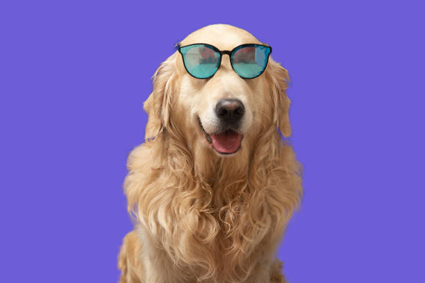 istock Golden Retriever in sunglasses on a blue background. 1422853261