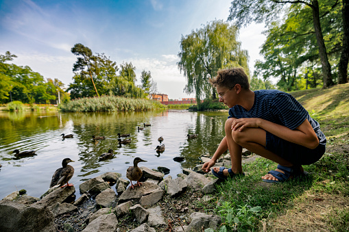 Teenage boy aged 13 at the bank of a pond in city park. The boy is looking at the cute ducks swimming in the pond.\nCanon R5