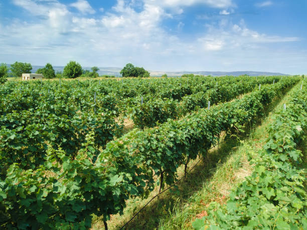 istock Close-up view from a drone of grape rows on a plantation on a sunny bright summer day. Grapes ripen in summer, beautiful landscape 1422854714