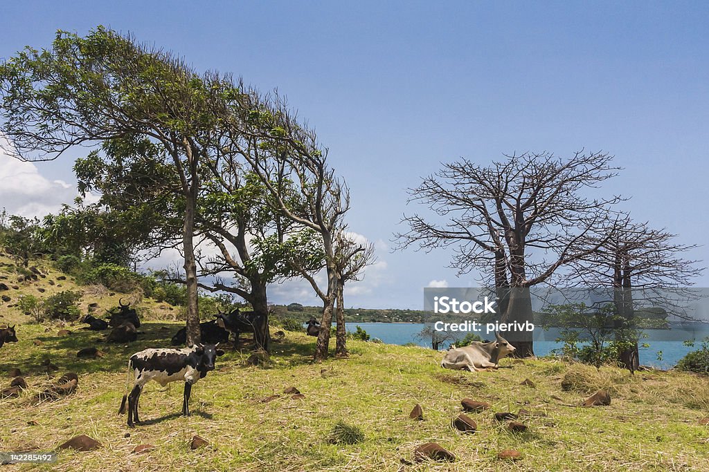 Cap Diego Adansonia suarezensis (Suarez Baobab) in the Antsiranana bay, north of Madagascar Africa Stock Photo