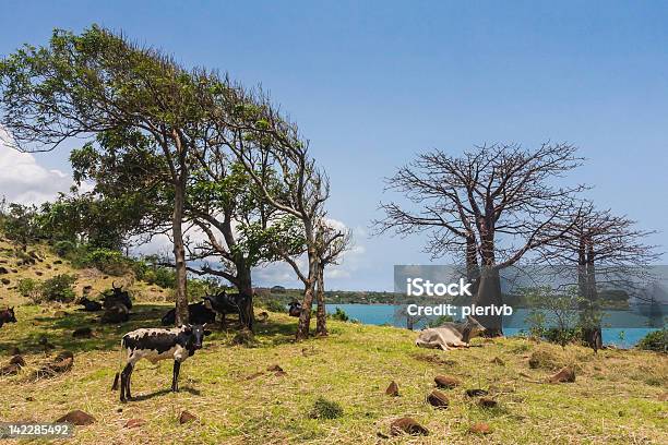 Cap Diego Stock Photo - Download Image Now - Africa, Animal Wildlife, Animals In The Wild