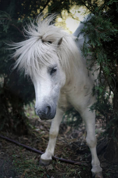 istock Crazy and white pony shakes itself. 1422855235