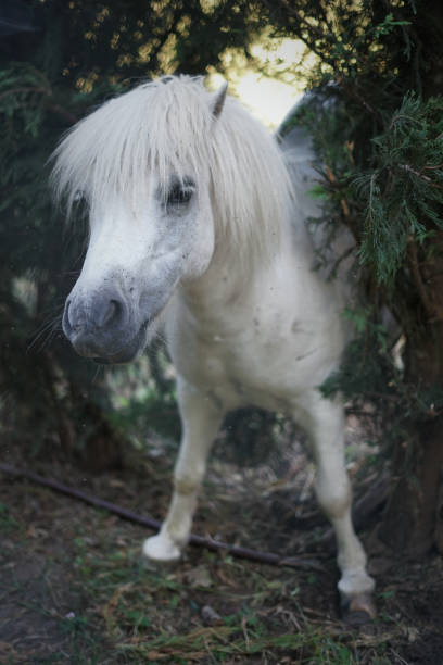 istock Crazy and white pony shakes itself. 1422855244