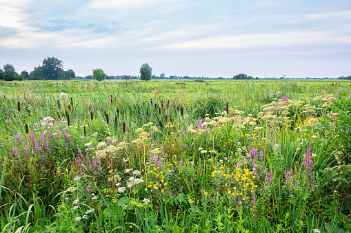 View of wildflowers in the polder landscape in Holland on a quiet summer evening.