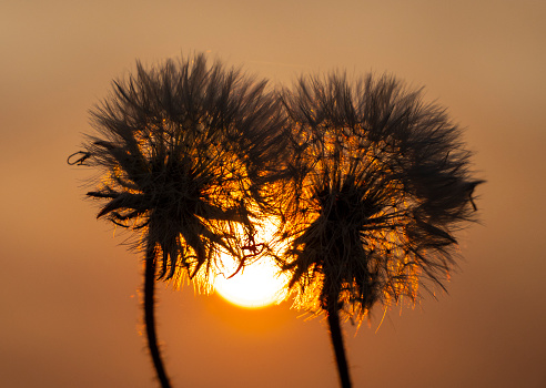 It gives the impression of the presence of two objects - the Sun and a dandelion.