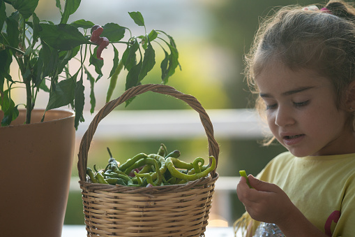 Close up photo of 5 years old girl picking homegrown green peppers. She is wearing a yellow blouse. Selective focus on model and plant. Shot under daylight with a full frame mirrorless camera.