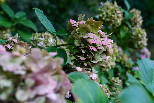 Dark Pink  Hydrangeas   i  blossom in Warsaw Botanical Garden - beauty in nature in capital of Poland!