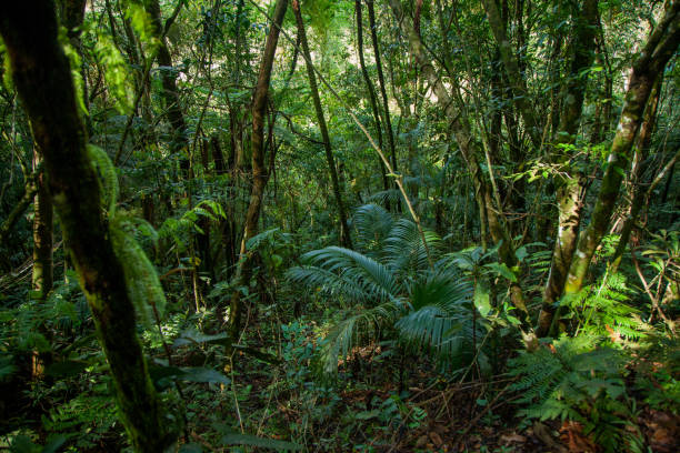 Atlantic Rainforest, one of the most biodiverse biome in the World. stock photo