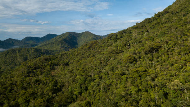 Atlantic Rainforest, one of the most biodiverse biome in the World. stock photo