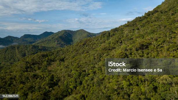 Atlantic Rainforest One Of The Most Biodiverse Biome In The World Stock Photo - Download Image Now