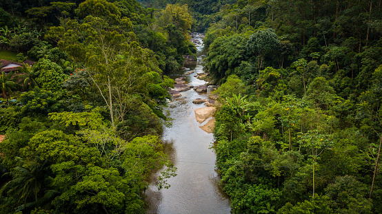 Atlantic Rainforest, one of the most biodiverse biome in the World.
