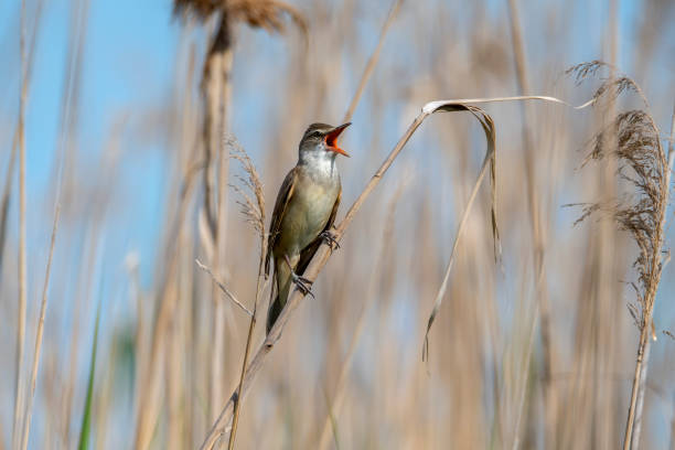 un cannaiolo (acrocephalus arundinaceus) canta nelle canne, burgenland, austria, europa - bird warbler birdsong singing foto e immagini stock