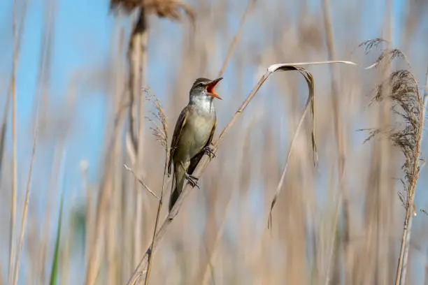 A reed warbler (Acrocephalus arundinaceus) (Great reed warbler) sings in the reeds in Burgenland, Lake Neusiedl National Park, Austria, Europe
