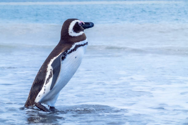 istock little patagonian penguin in the water 1422862913