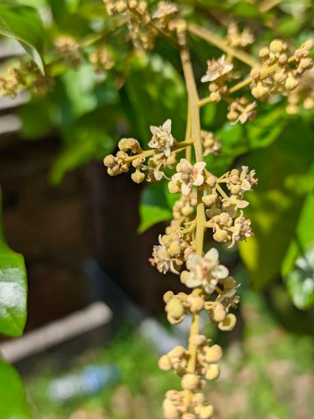 istock Close up of longan flowers 1422863136