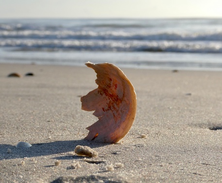 Low angle view of a single sea shell on deserted Portuguese beach.