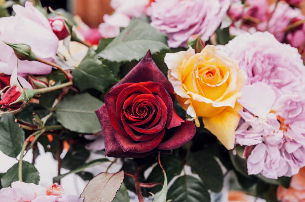 bouquet of beautiful romantic antique peony roses. Background of romantic flowers stock photo