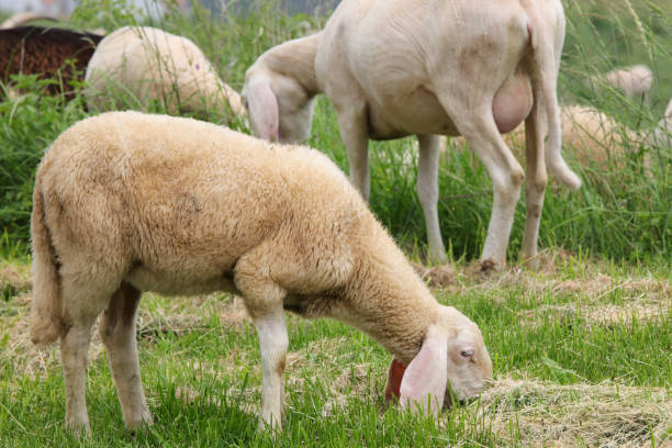 istock flock with many white shorn sheep grazing in the mountains 1422864317