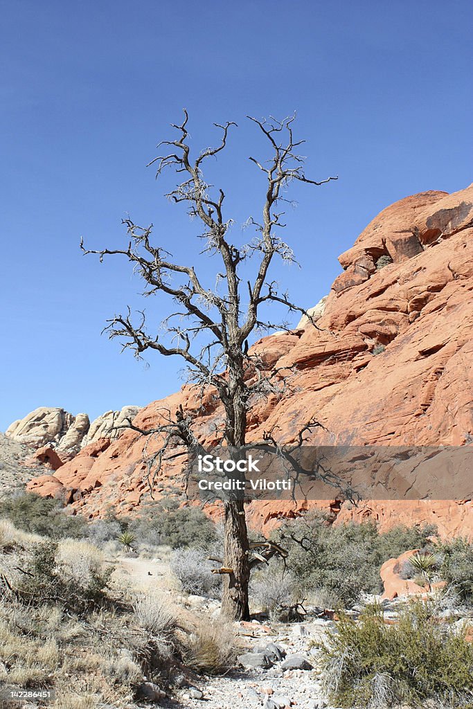 Bare Tree Large File Tall Bare Tree Stock Photo - Download Image Now - Autumn, Bare Tree ...