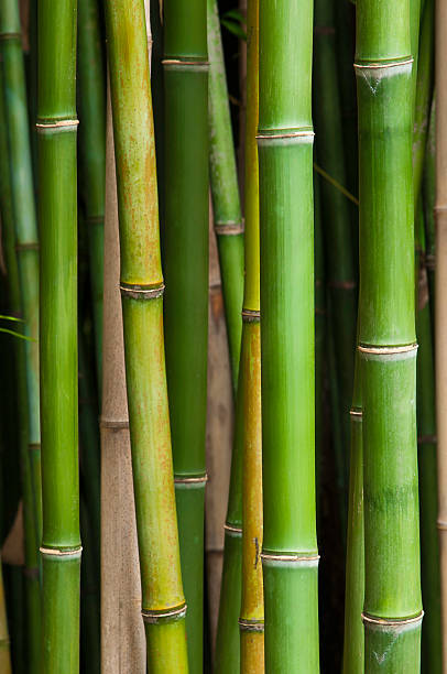 Local Bamboo forest stock photo