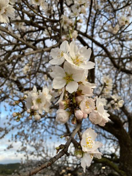 istock Almond tree flowers in bloom 1422865159