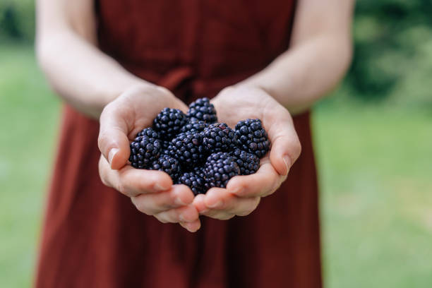 istock woman hold blackberry in hands outdoors, closeup 1422868212