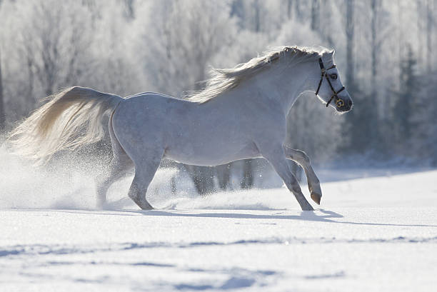 istock White horse gallops in field 142287060