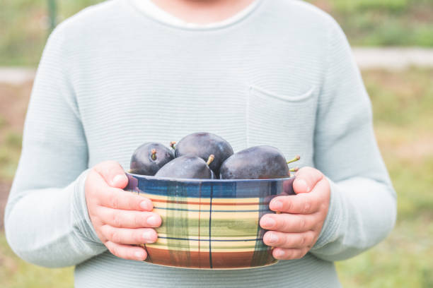 istock Child holding ceramic bowl full of fruit - ripe plums. 1422870720