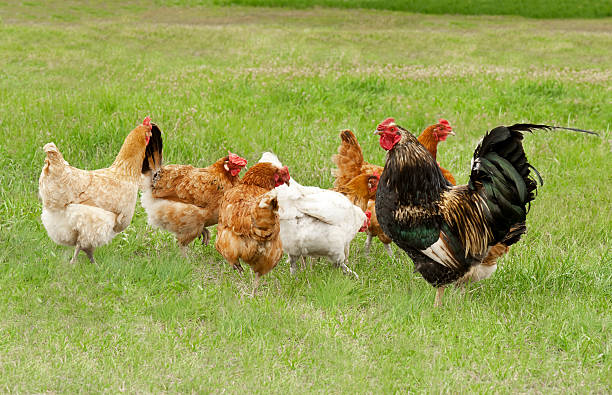 istock Seven chickens grazing on green grass 142287088