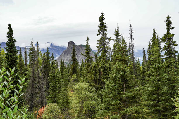 ель ситка в государственном парке чугач, аляска, сша - forest alaska plant sitka spruce стоковые фото и изображения