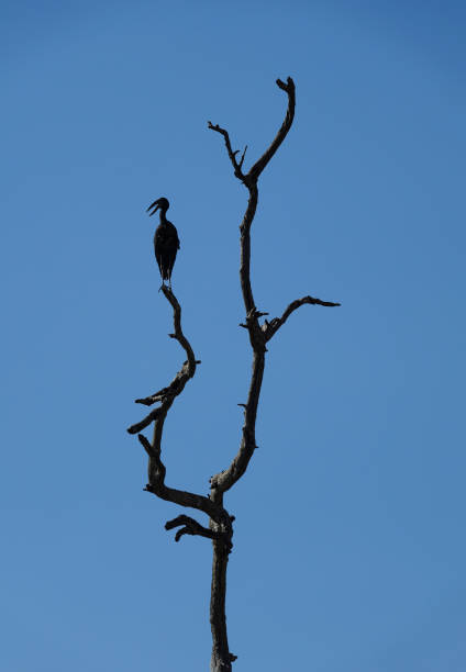 African Openbill Stork Silhouetted on a Leafless Tree An African openbill stork perches high on a tree near the Chobe River in Botswana’s Chobe National Park. african openbill anastomus lamelligerus stock pictures, royalty-free photos & images
