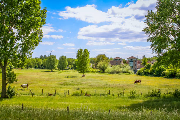 Dutch cows on the pasture, green meadow in Netherlands.