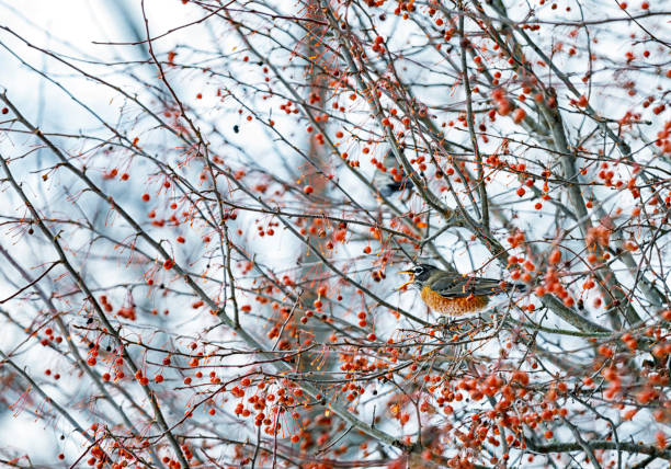 istock American Robin Bird Swallowing Ripe Crabapple Tree Fruit 1422874075